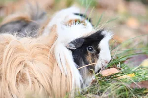 Meerschweinchen