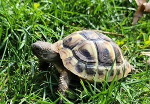 Schildkröten